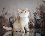 Кошки в Красноярске: Шотландский мальчик,окрас золотая шиншилла Мальчик, 25 000 руб. - фото 7