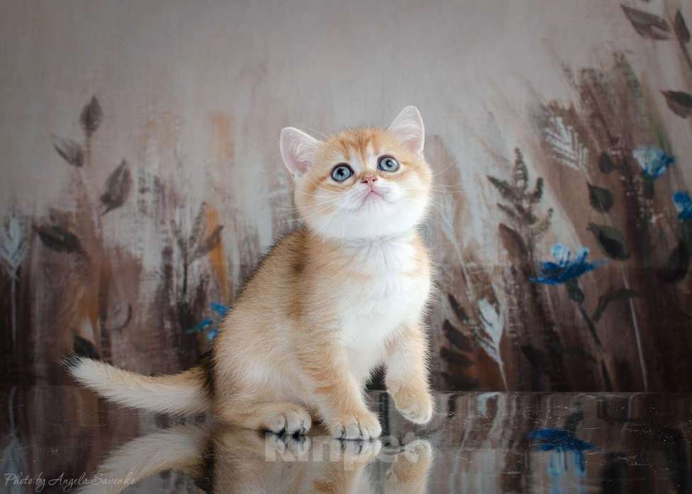 Кошки в Красноярске: Шотландский мальчик,окрас золотая шиншилла Мальчик, 25 000 руб. - фото 7