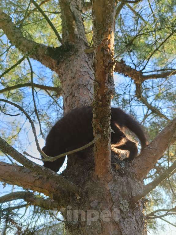 Кошки в других городах Ленинградской области: Чародейка бурая &quot;шоколад&quot; Девочка, Бесплатно - фото 6