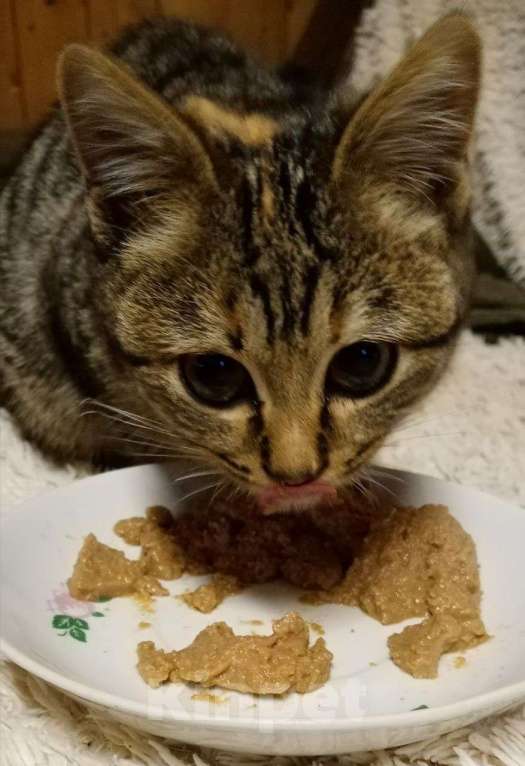 Кошки в Москве: котенок Герда ищет дом Девочка, Бесплатно - фото 9