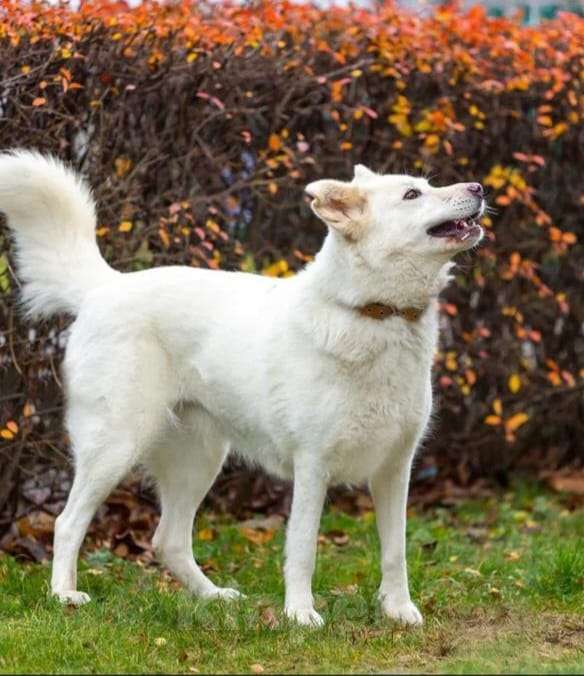Собаки в Москве: Белая красавица собака Белка в добрые руки Девочка, 1 руб. - фото 5