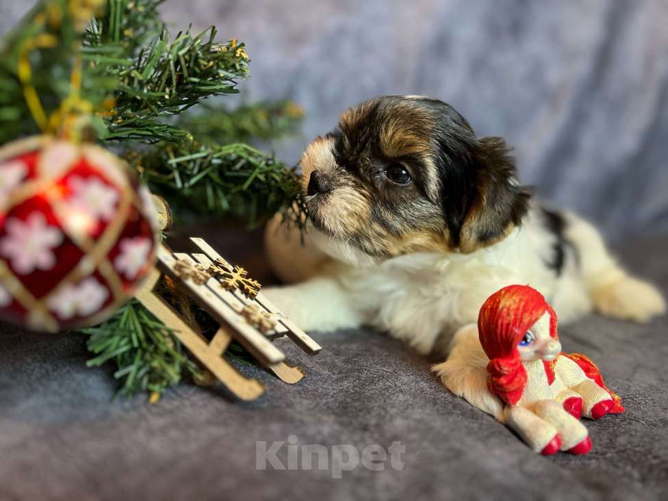Собаки в Вологде: Щенок бивер терьера Мальчик, 45 000 руб. - фото 5
