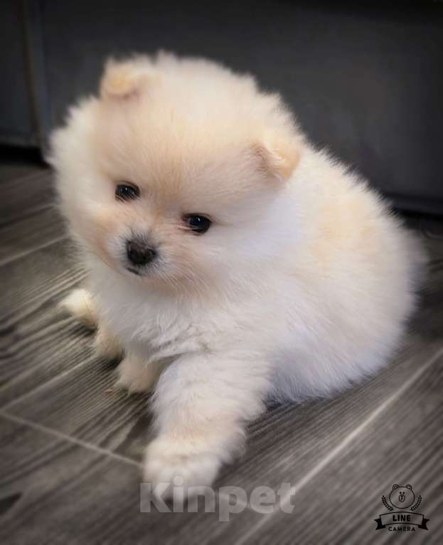 Собаки в Москве: Померанский шпиц мишка Мальчик, 25 000 руб. - фото 4