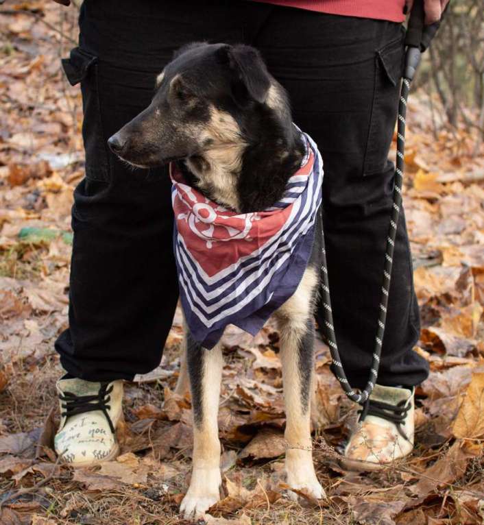 Собаки в Раменском: Хорошей девочке -хорошие руки Девочка, Бесплатно - фото 7