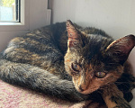 Кошки в Москве: котенок Лилу в добрые руки Девочка, Бесплатно - фото 3