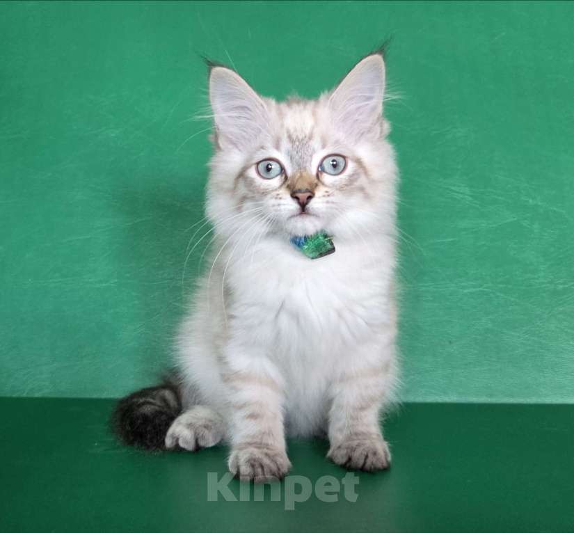 Кошки в Воронеже: Невские маскарадные котята Девочка, 40 000 руб. - фото 3