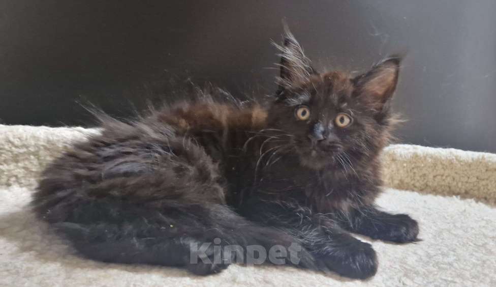 Кошки в Ижевске: Котята мейн-кун Девочка, 50 000 руб. - фото 6