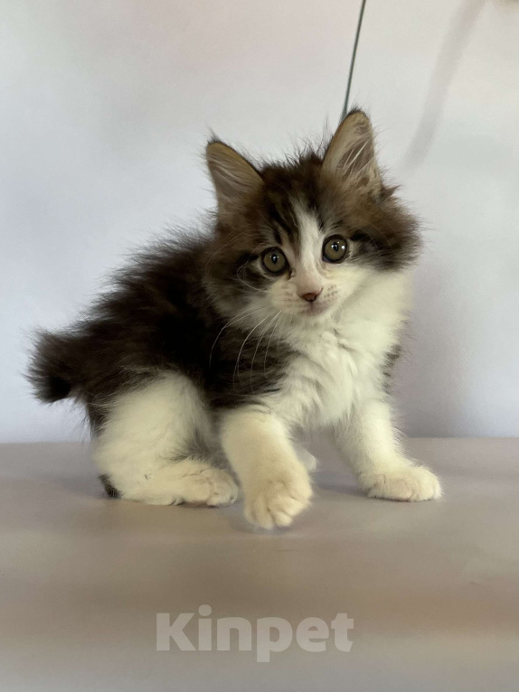 Кошки в других городах Московской области: Rock-n-Roll of Rufus Vallis Мальчик, 45 000 руб. - фото 3