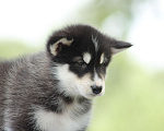 Собаки в Твери: Мальчик Аляскинский маламут  Мальчик, Бесплатно - фото 4