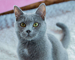 Кошки в Москве: Красавица Иви ищет дом! Девочка, Бесплатно - фото 5