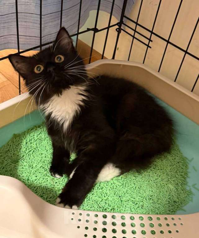 Кошки в Москве: Котенок в поисках дома Девочка, Бесплатно - фото 1