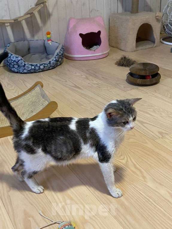 Кошки в других городах Московской области: Кошки в добрые руки Девочка, Бесплатно - фото 2