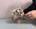Собаки в Севастополе: Мраморная девочка Девочка, 130 руб. - фото 1