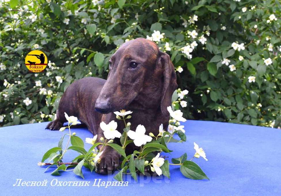 Собаки в Москве: Щенок таксы стандартной тигрового окраса Девочка, 50 000 руб. - фото 4