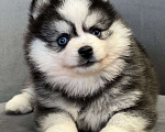 Собаки в Санкт-Петербурге: Шикарный мальчик помски  Мальчик, Бесплатно - фото 7