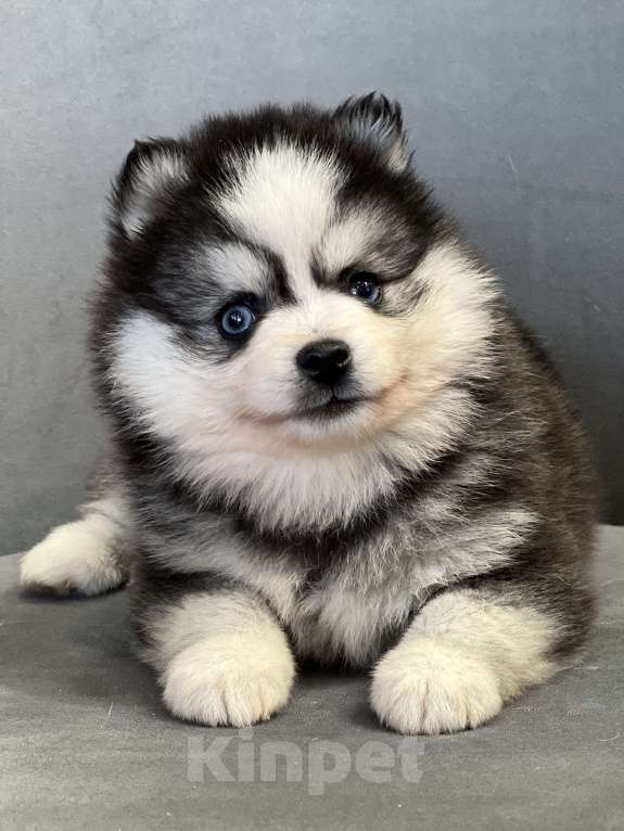 Собаки в Санкт-Петербурге: Шикарный мальчик помски  Мальчик, Бесплатно - фото 7