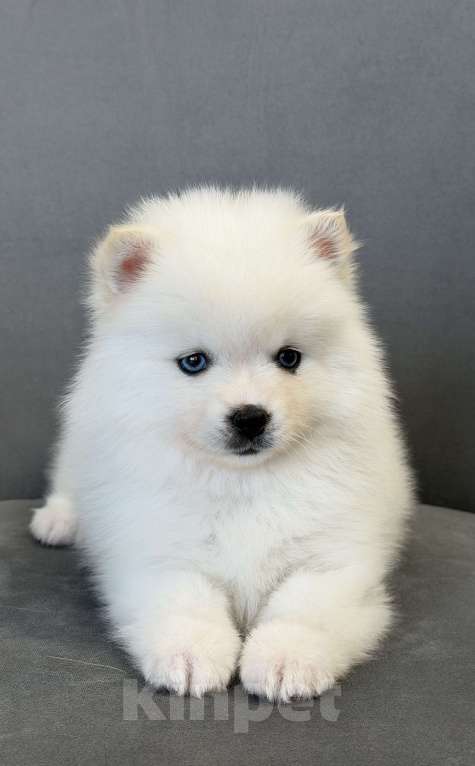 Собаки в Санкт-Петербурге: Девочка помски Девочка, 50 000 руб. - фото 4