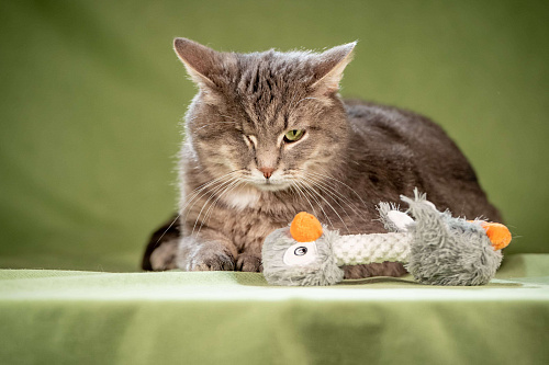 Милош — замурчательный котейка