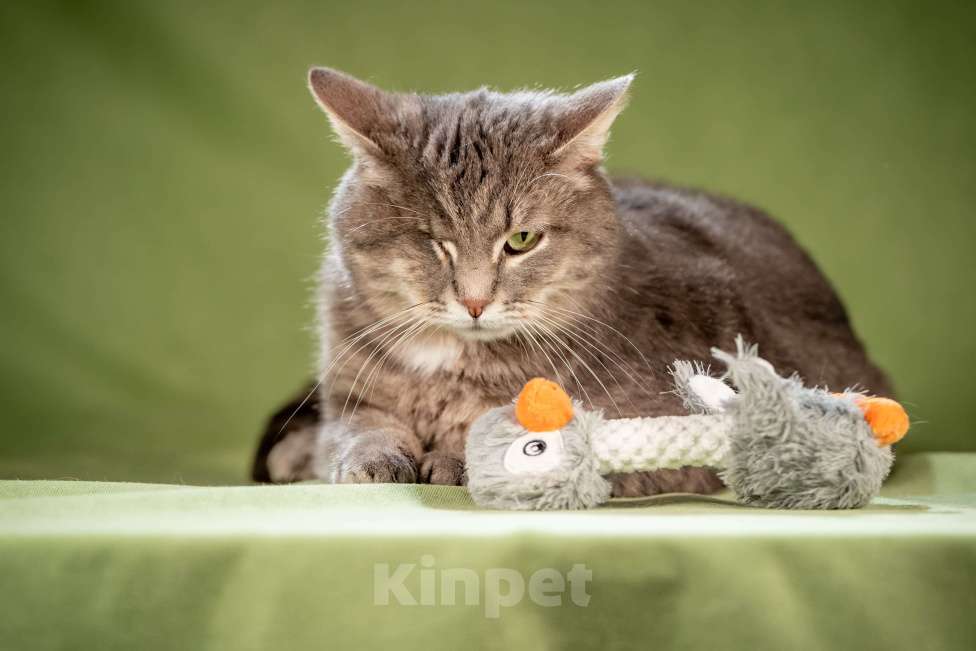 Кошки в Клине: Милош — замурчательный котейка Мальчик, Бесплатно - фото 1