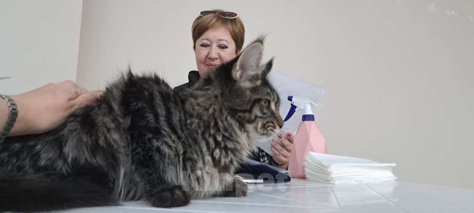 Кошки в Москве: Маленькие рыси Девочка, 90 000 руб. - фото 7