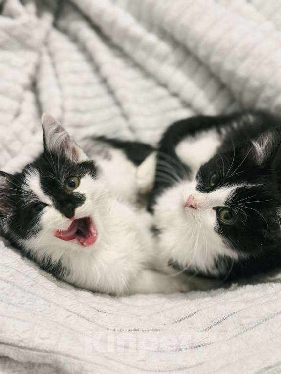 Кошки в Балашихе: Лунтик и Фиксик в одни добрые руки Мальчик, Бесплатно - фото 2