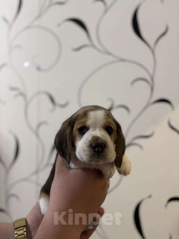 Собаки в Белгороде: Бигль 04.01.2025 г.р. Мальчик  Мальчик, 30 000 руб. - фото 5