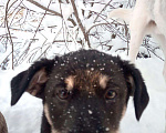 Собаки в Кемерово: Я ищу домик Мальчик, 50 руб. - фото 3
