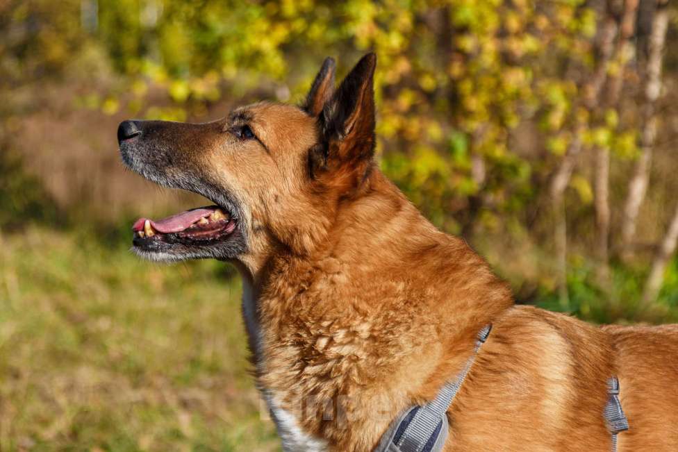 Собаки в Москве: Настоящий мушкетёр Мальчик, Бесплатно - фото 2