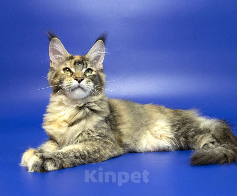 Кошки в Москве: Котенок мейн кун Девочка, Бесплатно - фото 3