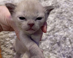 Кошки в Ливны: Бурманские котята, 1 000 руб. - фото 3
