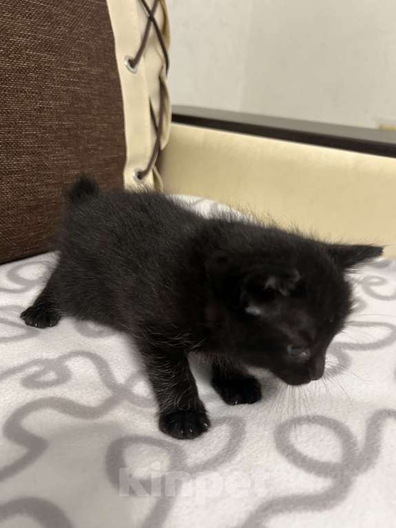 Кошки в Подольске: Котик Бобтейл  Мальчик, 5 000 руб. - фото 8