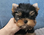 Собаки в Москве: Мальчик йорка Мальчик, 70 000 руб. - фото 8