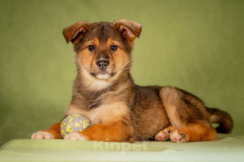 Собаки в Клине: Миндаль - очаровательная карамелька Девочка, Бесплатно - фото 10