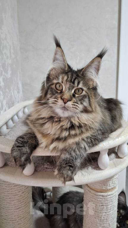 Кошки в Москве: Котята мейн кун Девочка, 45 000 руб. - фото 1