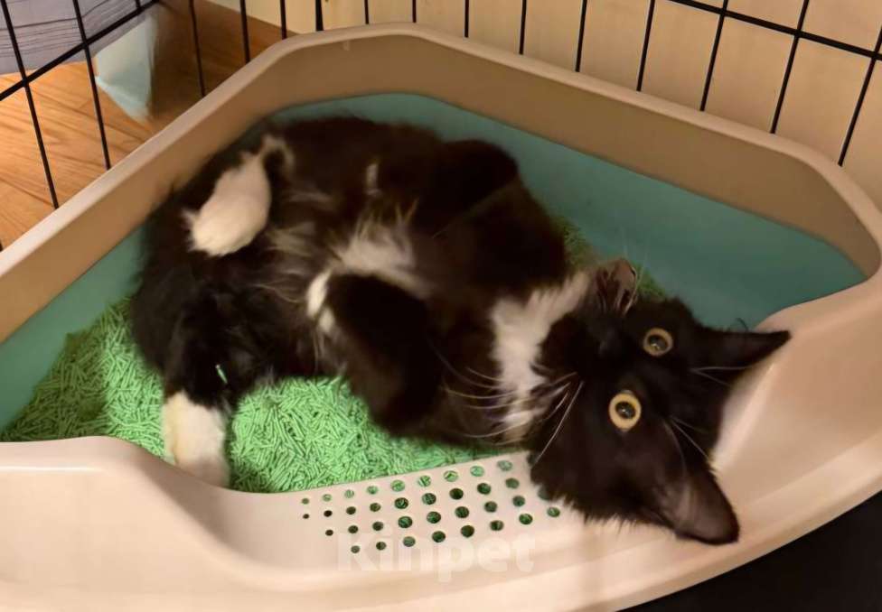 Кошки в Москве: Котенок в поисках дома Девочка, Бесплатно - фото 2