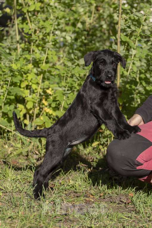 Собаки в Санкт-Петербурге: Щенок Сука ризеншнауцера. Девочка, 65 000 руб. - фото 7