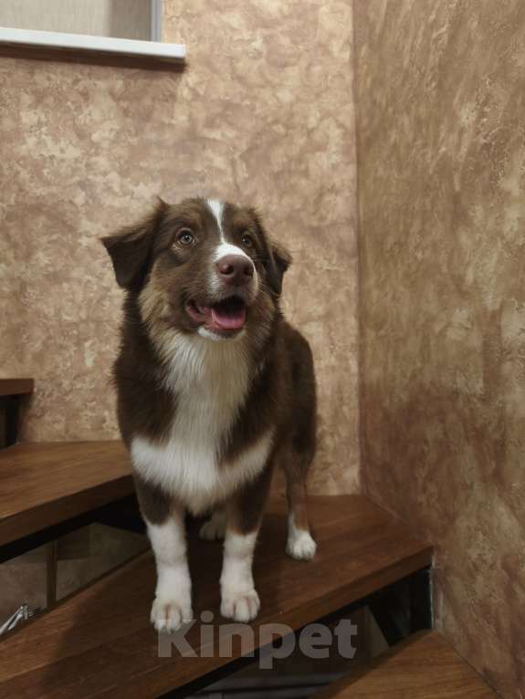 Собаки в Липецке: Австралийская овчарка Девочка, 40 000 руб. - фото 5