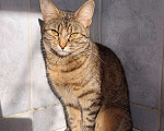 Кошки в Костроме: Котятки в добрые руки Разнополые, Бесплатно - фото 1