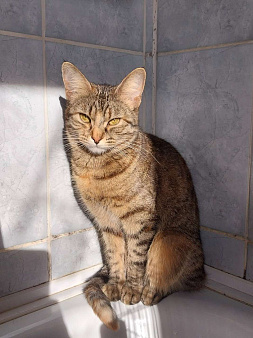 Котятки в добрые руки