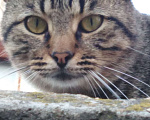 Кошки в Краснодаре: Ласковый, умный, смелый мышелов в добрые руки. Мальчик, 1 руб. - фото 1