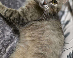 Кошки в Москве: Котик Луня ищет дом  Мальчик, Бесплатно - фото 4