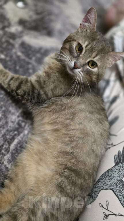 Кошки в Москве: Котик Луня ищет дом  Мальчик, Бесплатно - фото 4