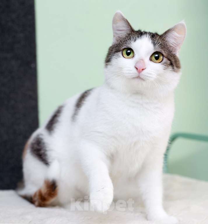 Кошки в Москве: Умнейшая трехцветная кошечка Женечка в добрые руки Девочка, 10 руб. - фото 3