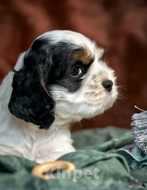 Собаки в Москве: Маленький принц ищет друга  Мальчик, 100 000 руб. - фото 7