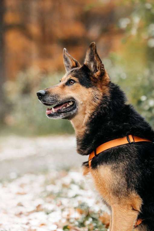 Собаки в Москве: Кокетка Эбби в поиске дома 🥰 Девочка, Бесплатно - фото 6