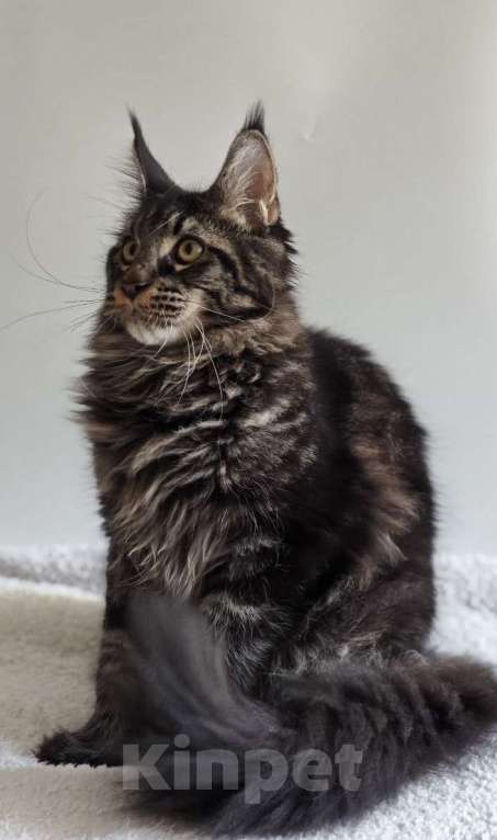 Кошки в Чайковском: Мальчик Мейн кун.  MCO окрас-n23  Мальчик, 45 000 руб. - фото 6