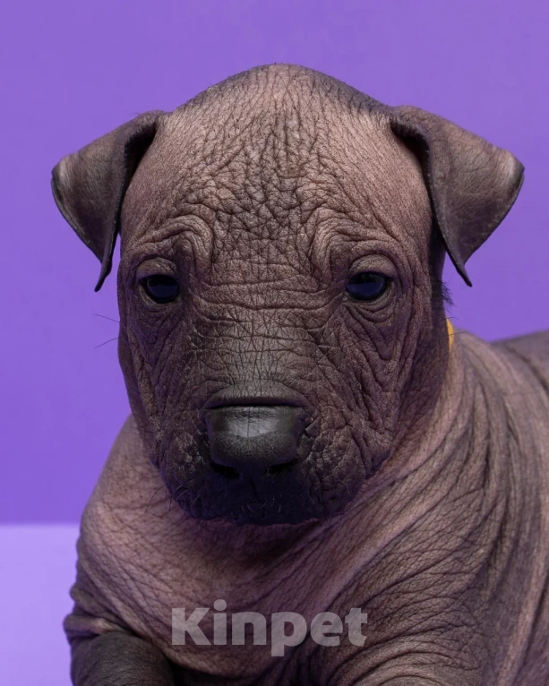 Собаки в Санкт-Петербурге: Ксолоитцкуинтли стандартный щенок  Мальчик, Бесплатно - фото 5