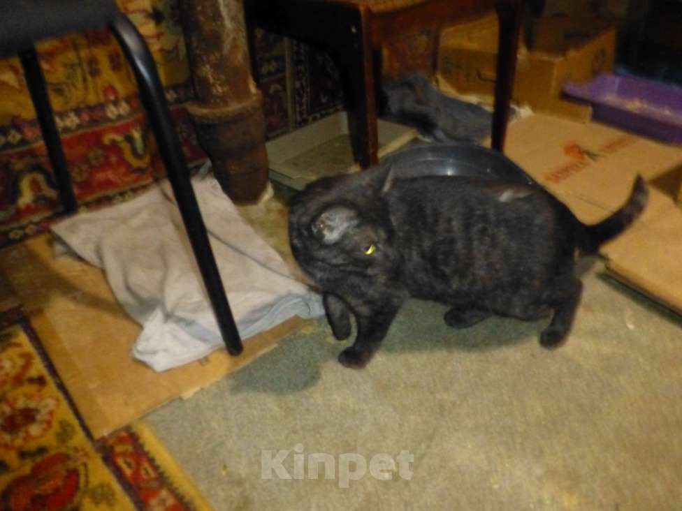 Кошки в Самаре: Серая кошка найдена на Свободы, 5, Самара Девочка, Бесплатно - фото 3