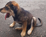 Собаки в Кубинке: Феля Мальчик, Бесплатно - фото 2