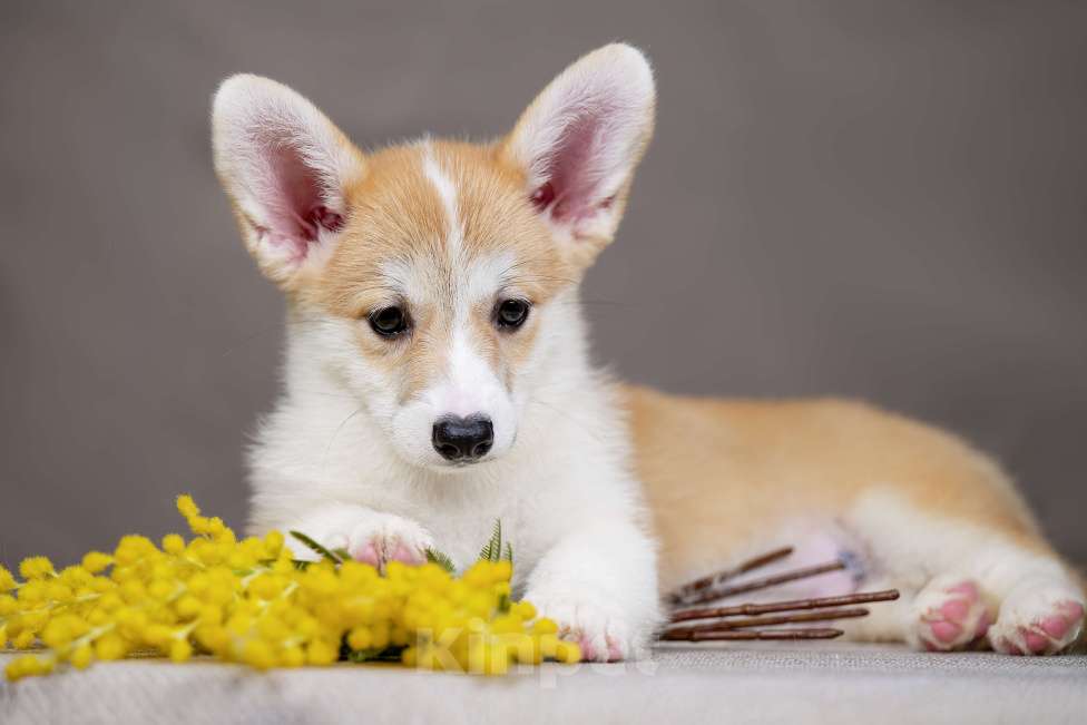Собаки в Перми: Щенки вельш корги пемброк девочки Девочка, 55 000 руб. - фото 3